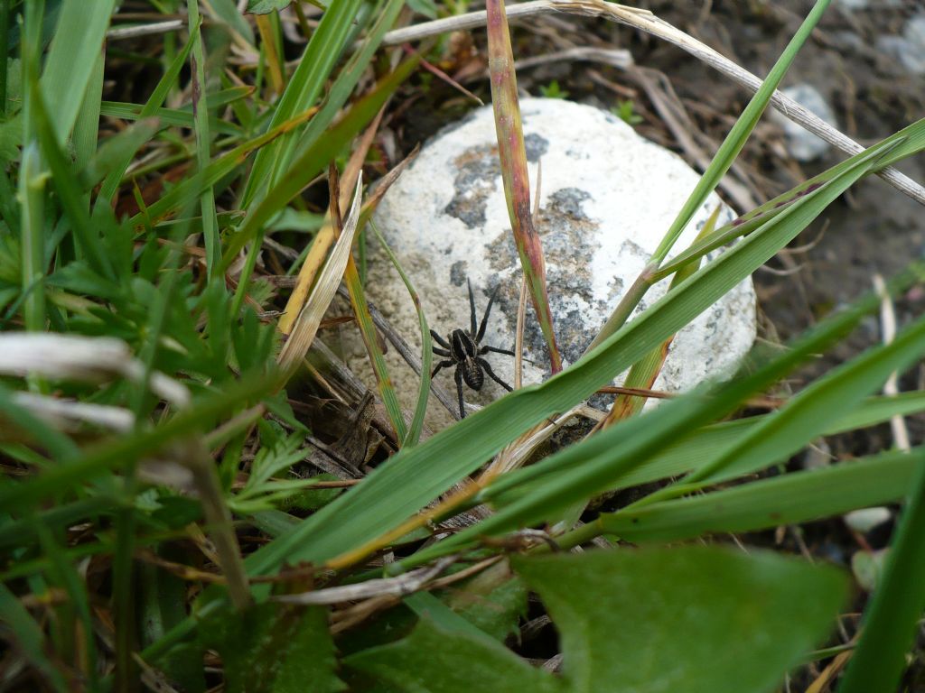 Pardosa  sp. - Pinerolese (TO)